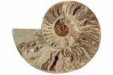 Bargain, Daisy Flower Ammonite (Choffaticeras) - Madagascar #191237-2